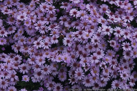 Michaelmas daisies